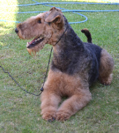 Airedale Terrier Bente Bo von Pederstrup